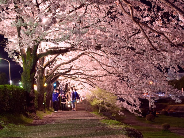 桜のライトアップ