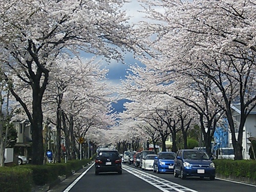 はだの桜みち