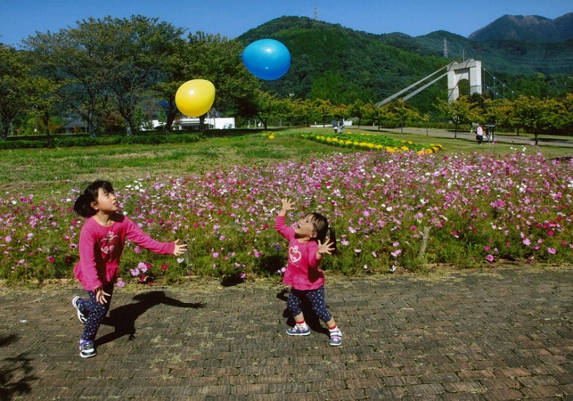 特選「秋桜の咲く頃」