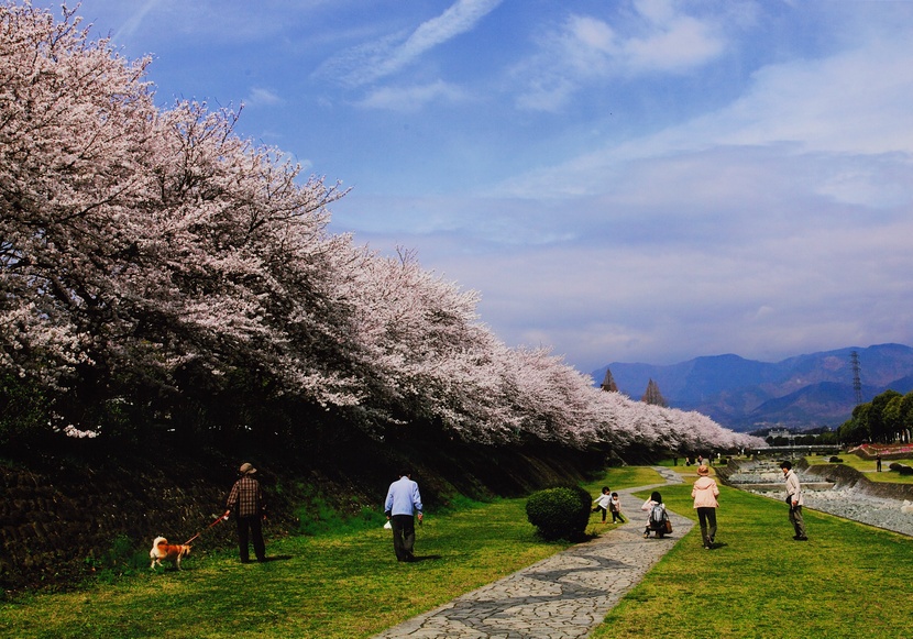 特別賞「花見日和」