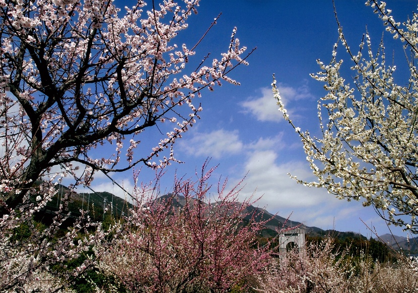 入選「梅香る戸川公園」