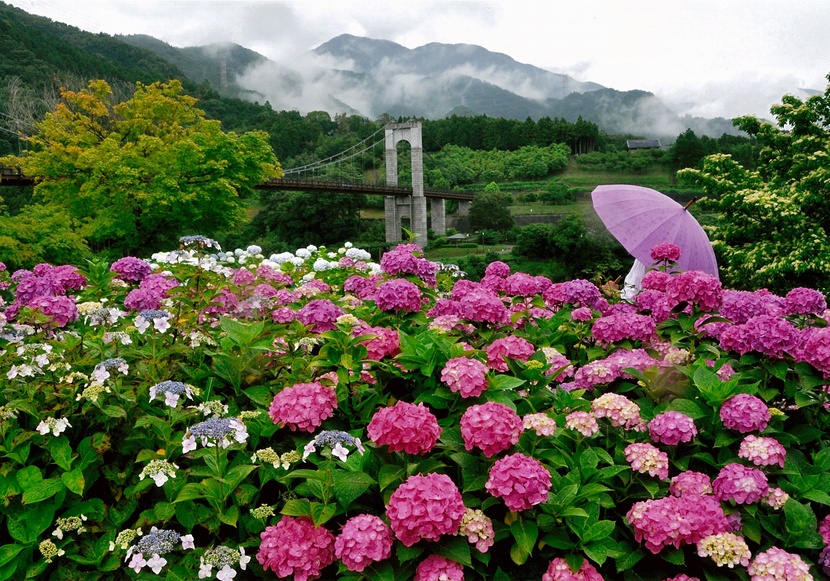 入選「煙る山に映える花たち」