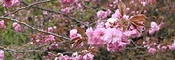 八重桜