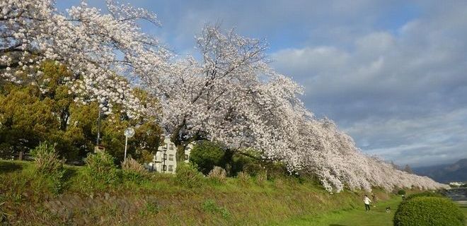 カルチャーパーク前の桜