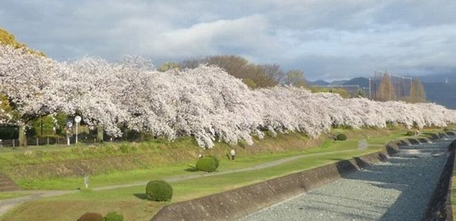 富士見橋から見た桜