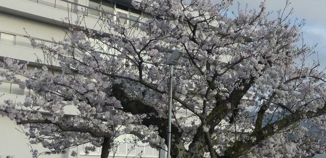 秦野市役所の桜