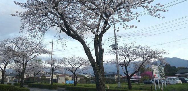 はだの桜みちの桜