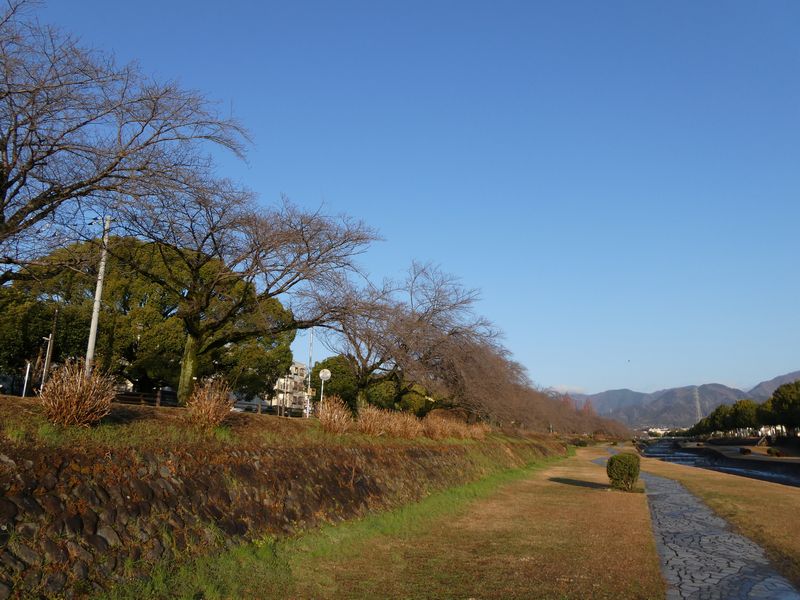 カルチャーパーク前の桜03-2025.03.17