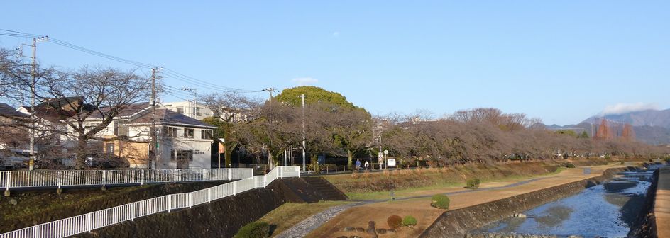 富士見大橋からみた桜01-2025.03.17