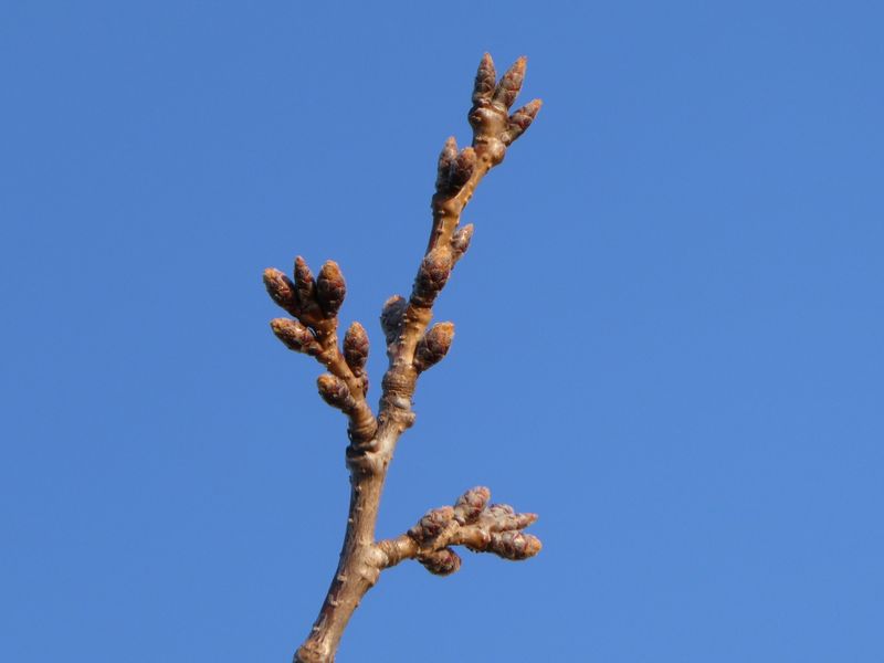 秦野市役所の桜01-2025.03.17