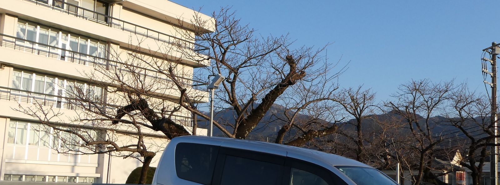 秦野市役所の桜02-2025.03.17