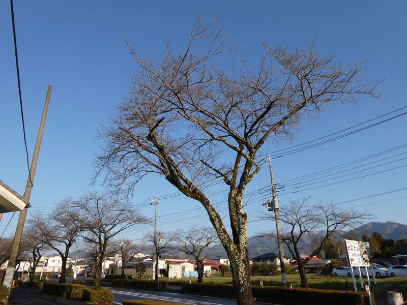 はだの桜みちの桜02-2025.03.17