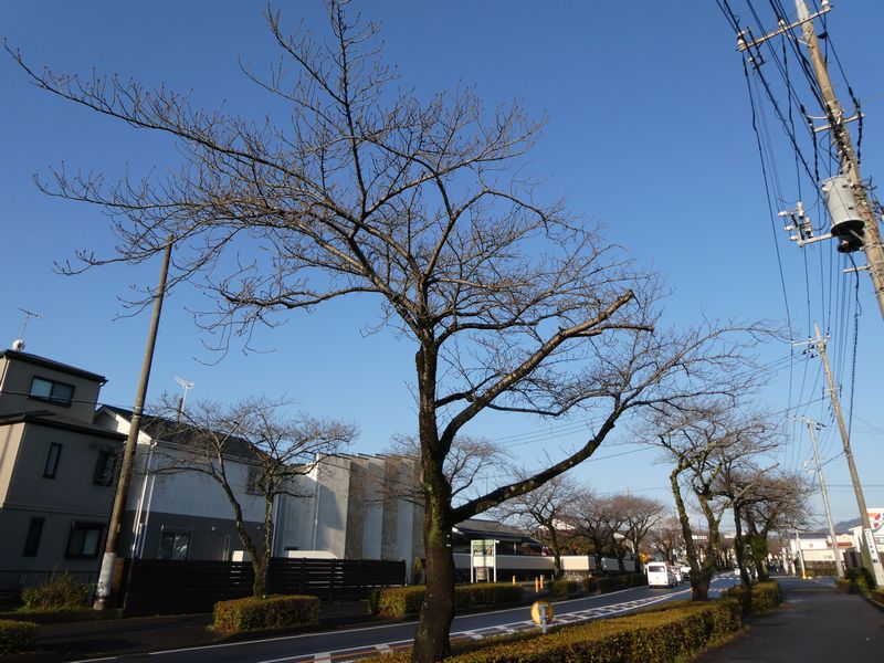 はだの桜みちの桜03-2025.03.17