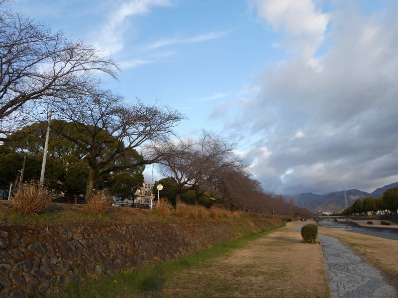 カルチャーパーク前の桜03-2025.03.18