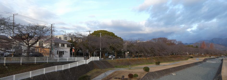 富士見大橋からみた桜01-2025.03.18