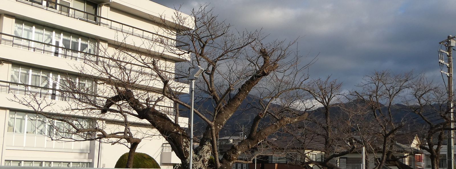 秦野市役所の桜02-2025.03.18