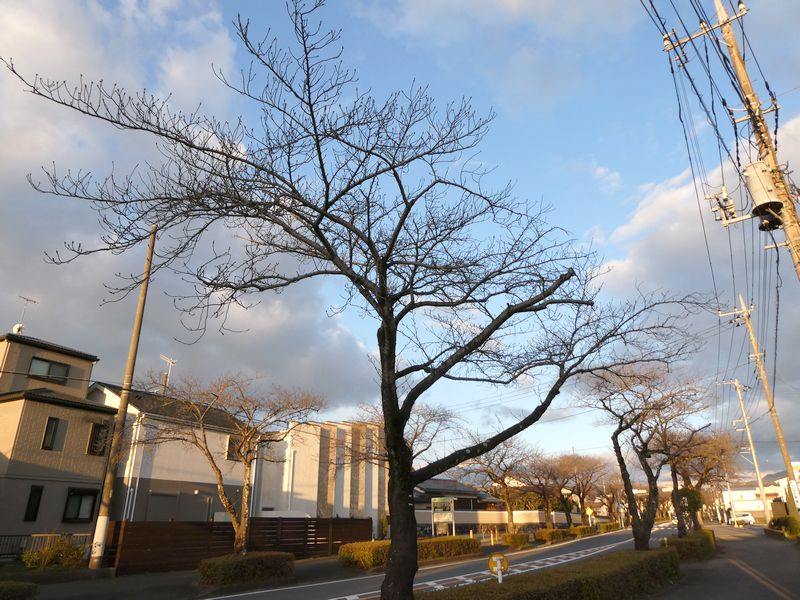 はだの桜みちの桜03-2025.03.18