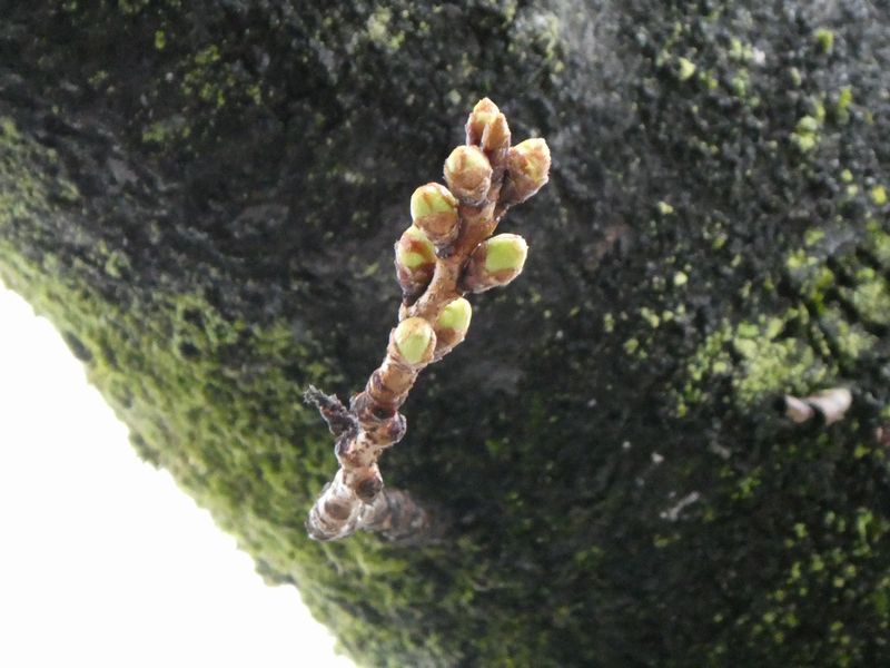 カルチャーパーク前の桜01-2025.03.19