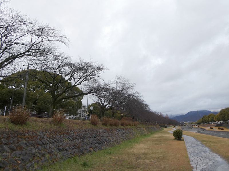 カルチャーパーク前の桜03-2025.03.19