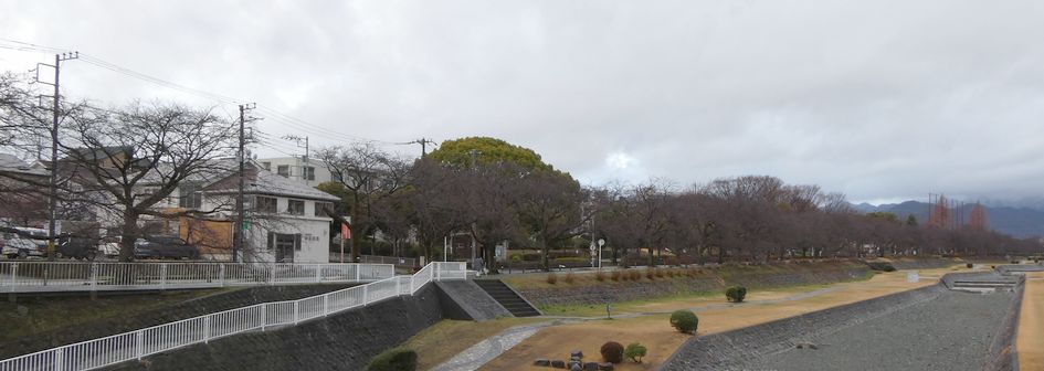 富士見大橋からみた桜01-2025.03.19