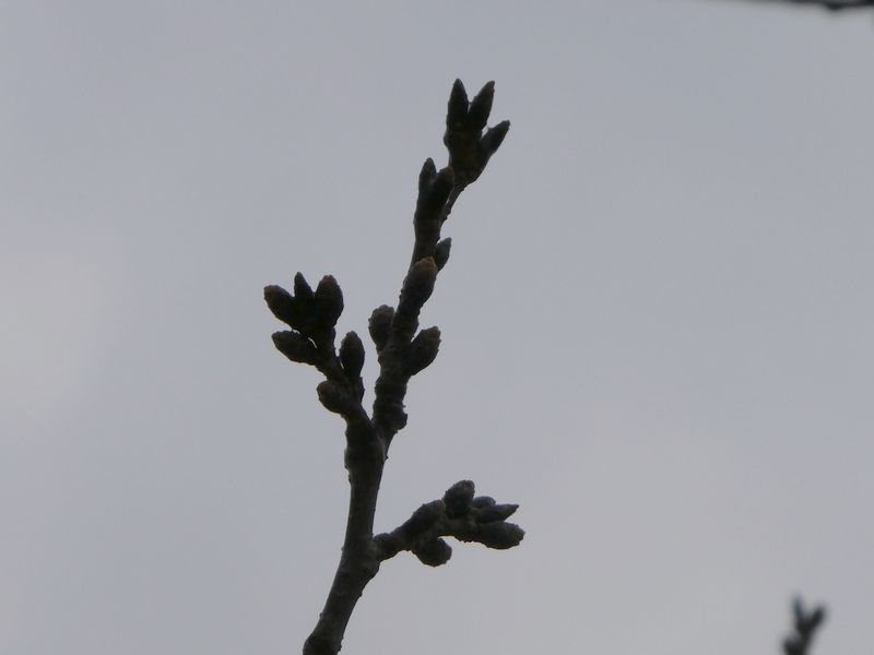 秦野市役所の桜01-2025.03.19
