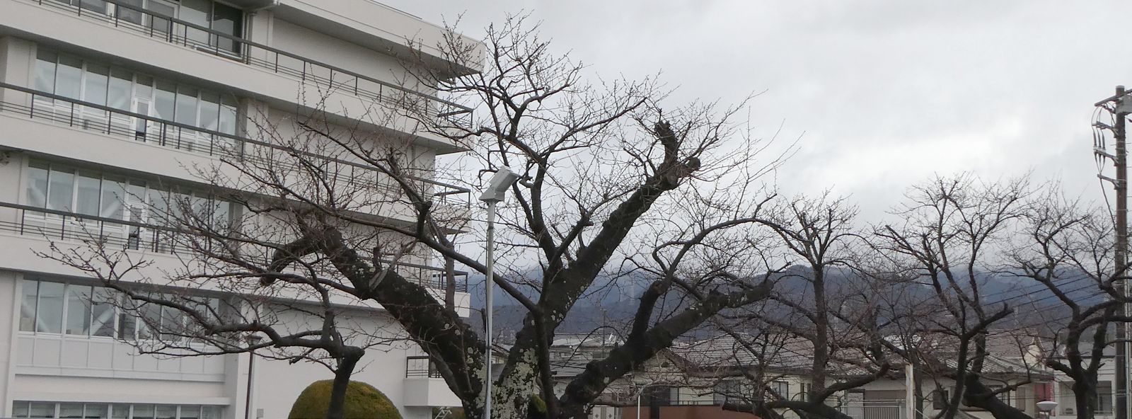 秦野市役所の桜02-2025.03.19