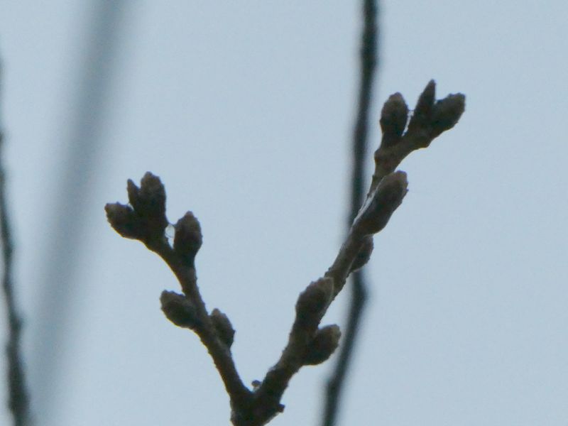 はだの桜みちの桜01-2025.03.19