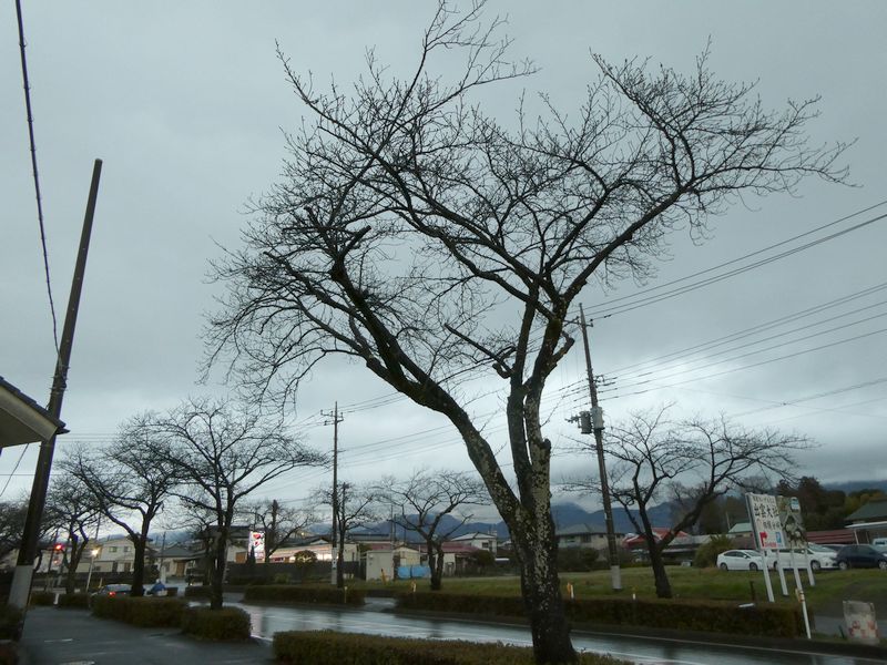 はだの桜みちの桜02-2025.03.19