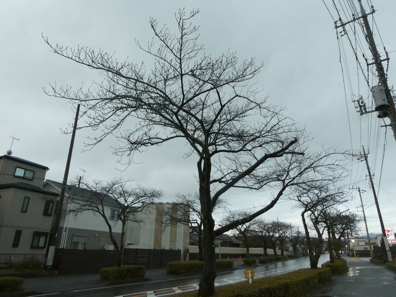 はだの桜みちの桜03-2025.03.19