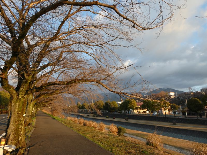カルチャーパーク前の桜02-2025.03.20
