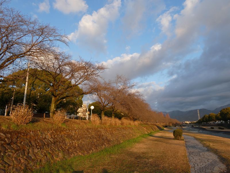 カルチャーパーク前の桜03-2025.03.20