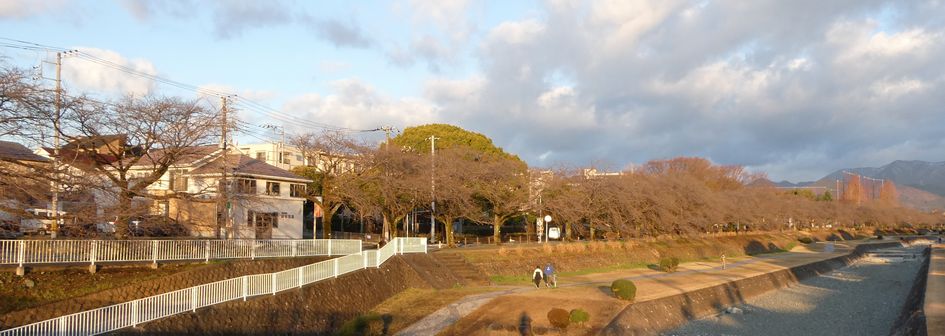 富士見大橋からみた桜01-2025.03.20