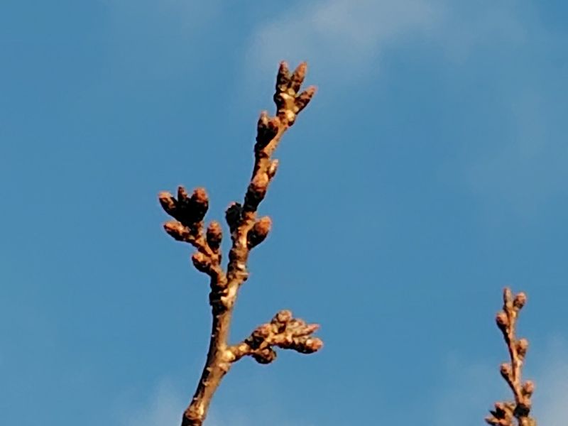 秦野市役所の桜01-2025.03.20