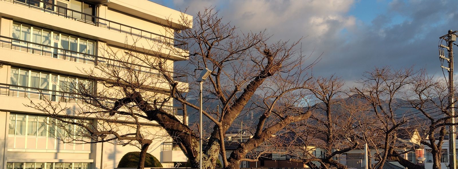 秦野市役所の桜02-2025.03.20