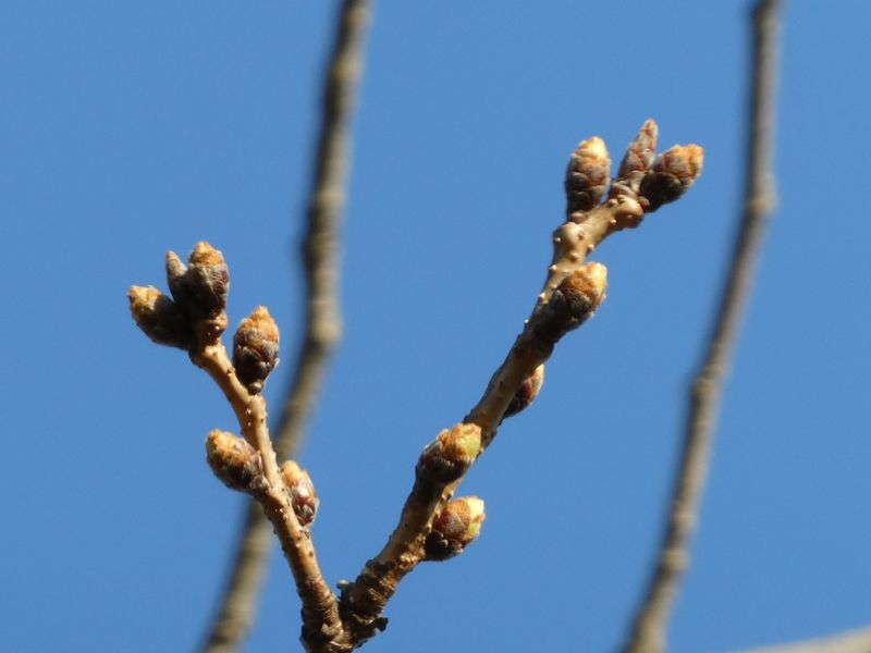 はだの桜みちの桜01-2025.03.20