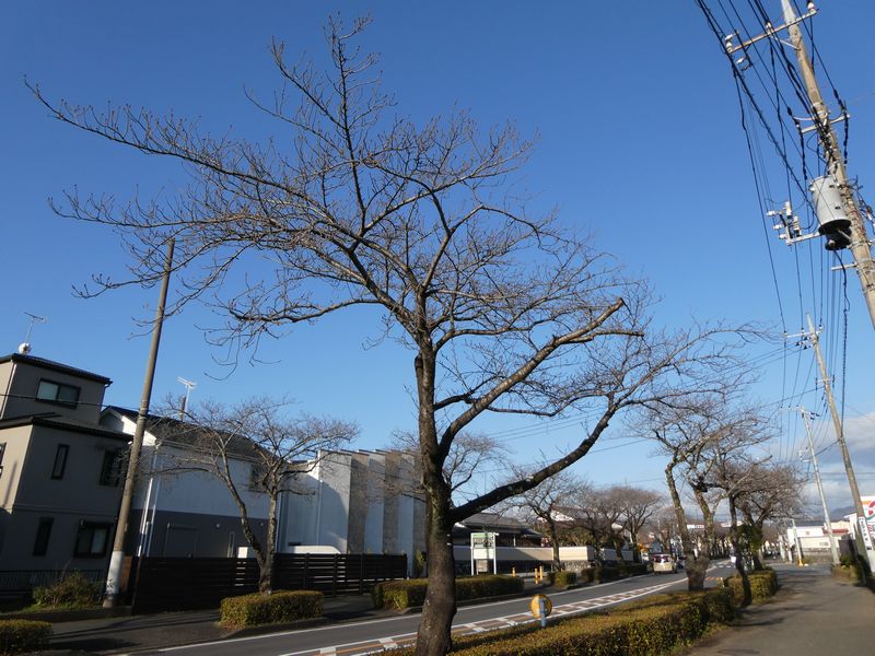 はだの桜みちの桜03-2025.03.20