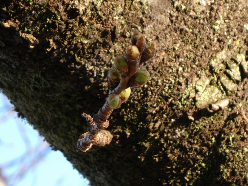カルチャーパーク前の桜01-2025.03.21