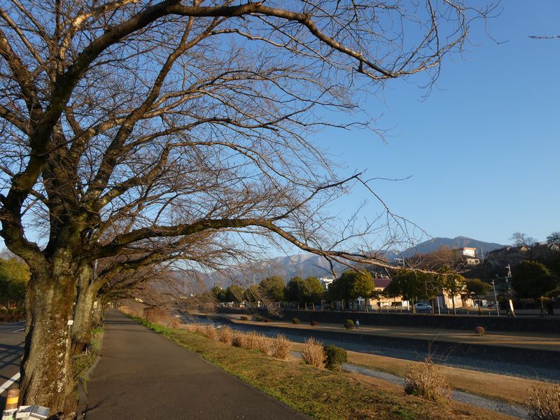 カルチャーパーク前の桜02-2025.03.21