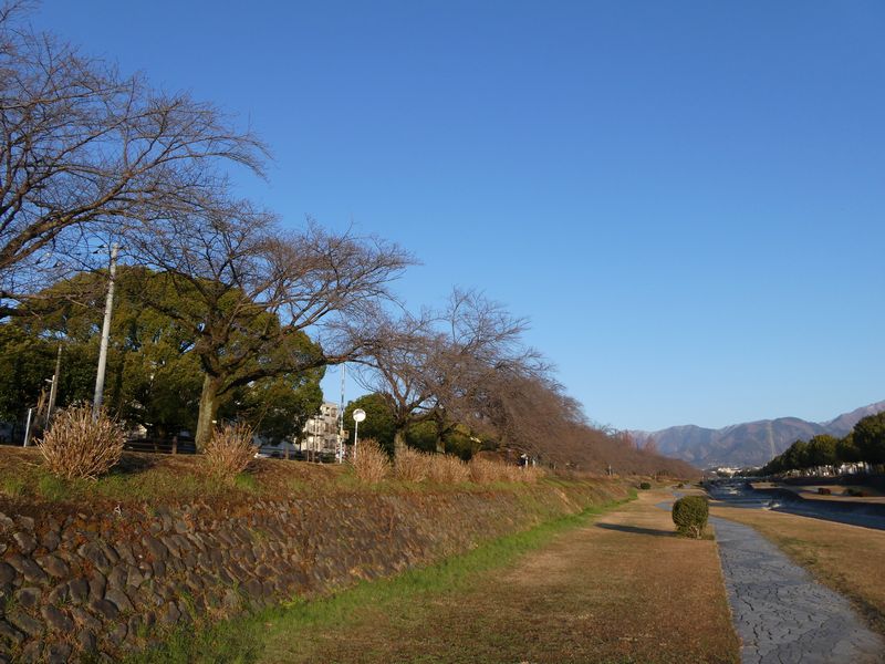 カルチャーパーク前の桜03-2025.03.21