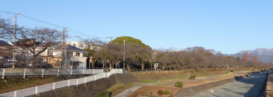 富士見大橋からみた桜01-2025.03.21