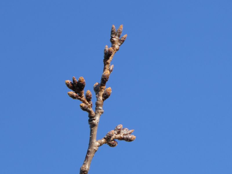 秦野市役所の桜01-2025.03.21