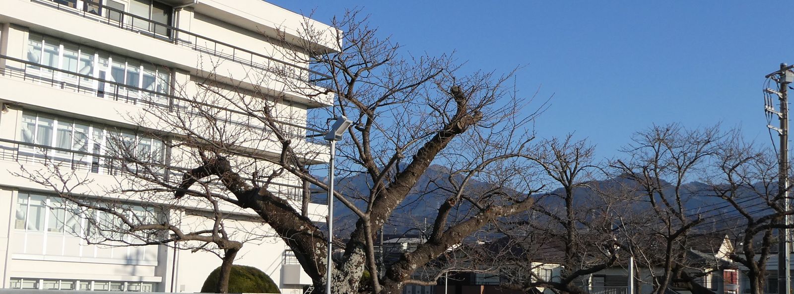 秦野市役所の桜02-2025.03.21