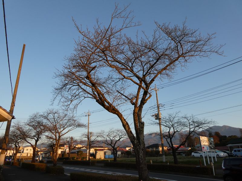 はだの桜みちの桜02-2025.03.21