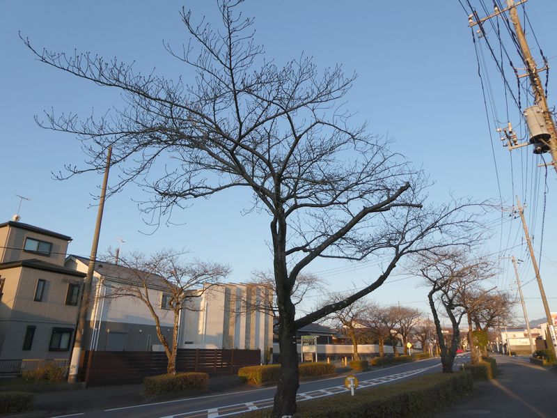 はだの桜みちの桜03-2025.03.21