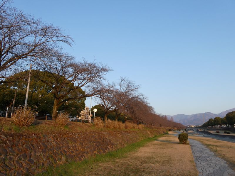 カルチャーパーク前の桜03-2025.03.22