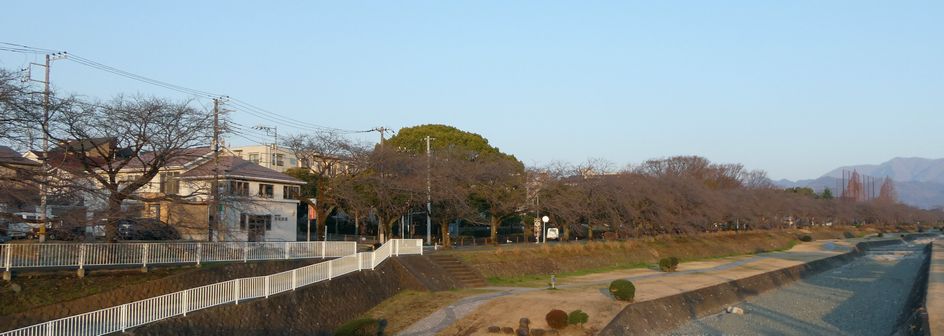 富士見大橋からみた桜01-2025.03.22