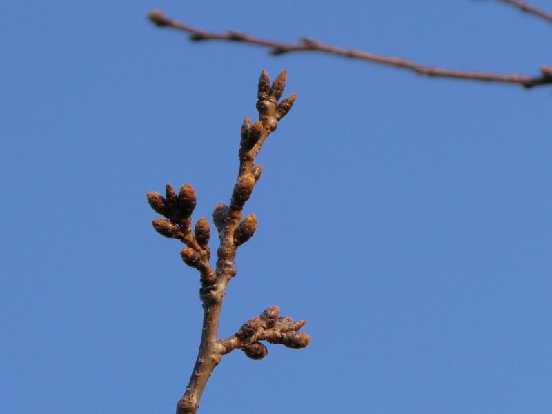秦野市役所の桜01-2025.03.22