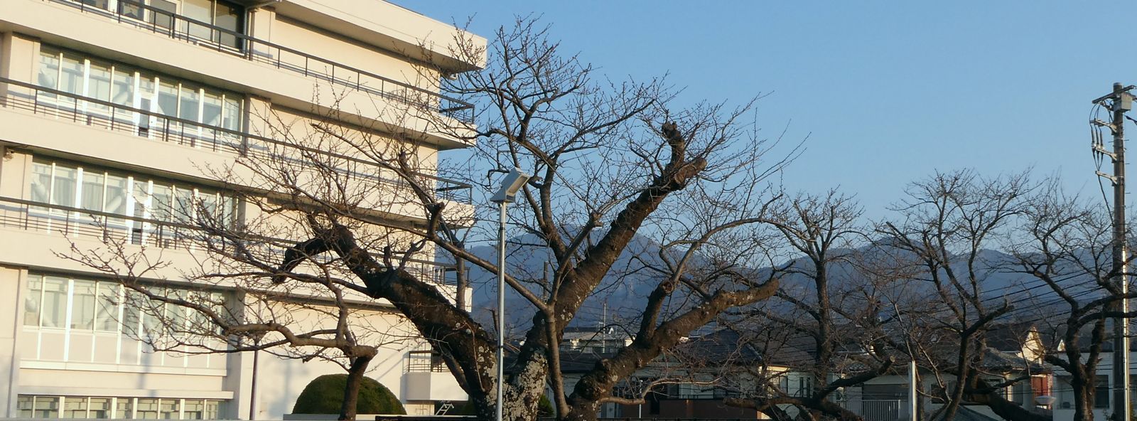秦野市役所の桜02-2025.03.22