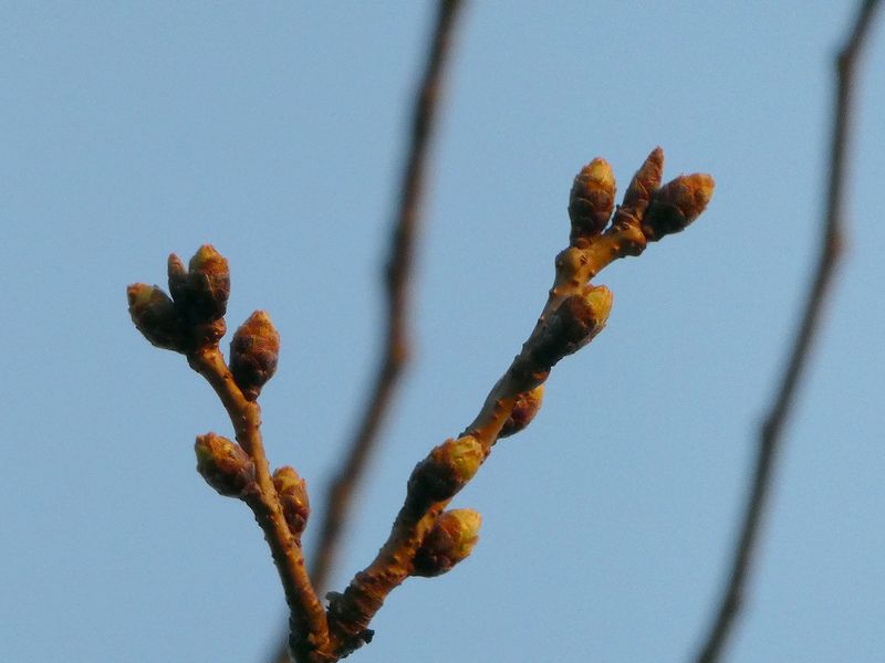 はだの桜みちの桜01-2025.03.22