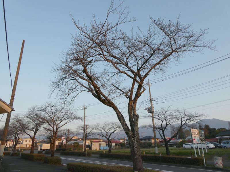 はだの桜みちの桜02-2025.03.22